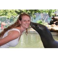 Meet the Sea Lion at Theater of the Sea