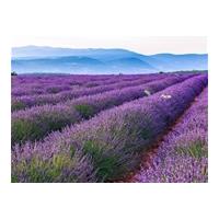 Mediterranean with Lavender in P...