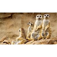 Meeting The Meerkats in Hertfordshire