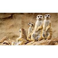Meet The Meerkats for Two in Hertfordshire