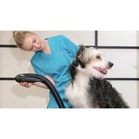Medium Dog Spa Pamper Treatment