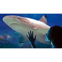 Meet the Sharks for Two at SEA LIFE Blackpool