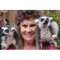 Meet the Lemurs Experience