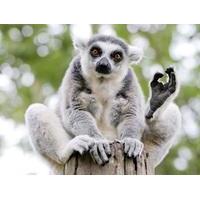 Meet the Lemurs for Two