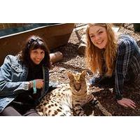 Meet the Meerkats, Servals and Lemurs at Hoo Farm for Two