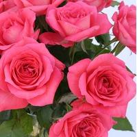 Megabox - 50 Cerise Roses