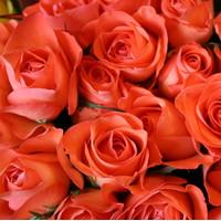 Megabox - 50 Orange Roses