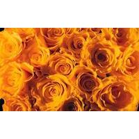 MegaBox - 50 Yellow Roses