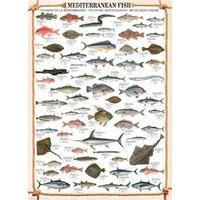 mediterranean fish 1000pc jigsaw puzzle