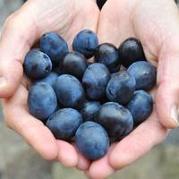 merryweather damson tree gift