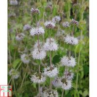 mentha pulegium marginal aquatic 3 x 1 litre potted mentha plants