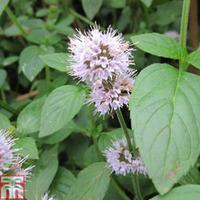 Mentha aquatica (Marginal Aquatic) - 3 x 9cm potted mentha plants