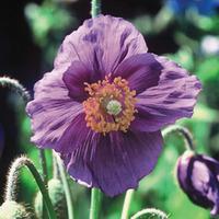 Meconopsis baileyi \'Hensol Violet\' - 12 meconopsis Postiplug plants