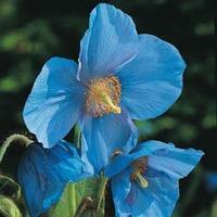 Meconopsis grandis - 1 packet (30 meconopsis seeds)