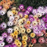 Mesembryanthemum criniflorum \'Magic Carpet Mixed\' - 1 packet (2000 mesembryanthemum seeds)