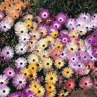 mesembryanthemum criniflorum magic carpet mixed 1 packet 2000 mesembry ...