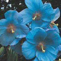 Meconopsis betonicifolia \'Blue\' - 1 packet (25 meconopsis seeds)