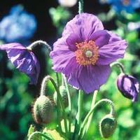 Meconopsis baileyi \'Hensol Violet\' - 1 packet (40 meconopsis seeds)