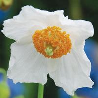 Meconopsis baileyi \'Alba\' - 4 meconopsis jumbo plug plants