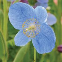 Meconopsis \'Lingholm\' (Large Plant) - 2 x 1 litre potted meconopsis plants