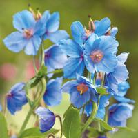 Meconopsis betonicifolia \'Blue\' - 1 x 7cm potted meconopsis plant