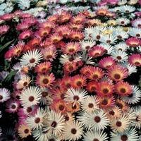 mesembryanthemum sparkles mixed 1 packet 200 mesembryanthemum seeds