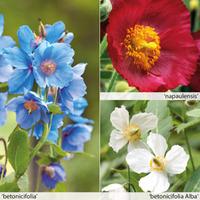 Meconopsis \'Union Jack\' Collection - 3 x 7cm potted meconopsis plants