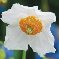 Meconopsis baileyi \'Alba\' - 1 packet (30 meconopsis seeds)