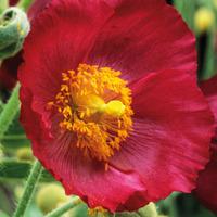 Meconopsis napaulensis - 1 x 7cm potted meconopsis plant