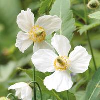 Meconopsis betonicifolia \'Alba\' - 1 x 7cm potted meconopsis plant