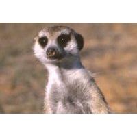 Meerkat Encounter
