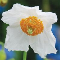 meconopsis baileyi alba 2 meconopsis plug plants