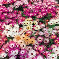 Mesembryanthemum criniflorum \'Magic Carpet Mixed\' (Seeds) - 1 packet (1300 mesembryanthemum seeds)