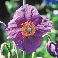 Meconopsis baileyi \'Hensol Violet\' - 2 meconopsis plant in 9cm pot