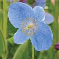 Meconopsis \'Lingholm\' - 8 meconopsis plug plants