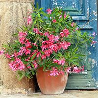 mediterranean oleander collection plant collection 3 colours in 17cm p ...