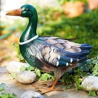 Meadow Duck
