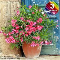 mediterranean oleander collection plant collection 3 colours in 17cm p ...