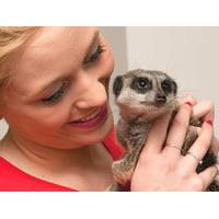 Meerkat Experience for Two and Adoption Pack