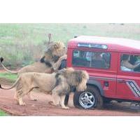 Mini Safari Tour from Durban