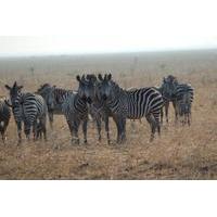 Mikumi National Park Guided Safari Day Trip from Dar es Salaam