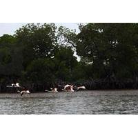 Mida Creek Mangrove Forest Glass-Bottom Boat Safari Through Watamu Marine National Park