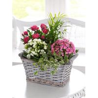 Mixed Planted Basket with Chocolates
