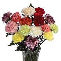Mixed Carnations 15 Stems