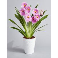 Miltonia Orchid