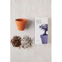 Miniature Indoor Bonsai Maple Tree Grow Kit, ASSORTED
