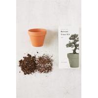 miniature indoor bonsai pine tree grow kit assorted