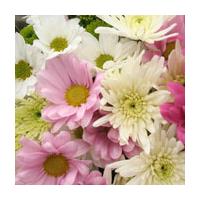 Mixed Chrysanthemums