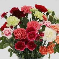 Mixed Carnations