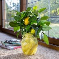 Mini Lemon Tree Gift